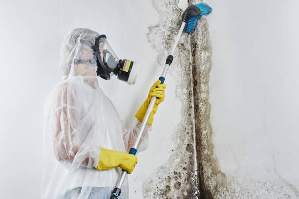 Environmental Consulting for Mold Prevention in Plainview, MN